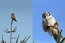 Northern Hawk-owl, 2 forskellige samme sted, Denmark 14th of January 1984 Photo: Helge Sørensen