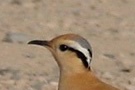 Cream-coloured Courser, Spain 10th of February 2008 Photo: Tommy Holmgren