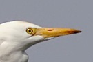 Western Cattle Egret, Spain 8th of February 2008 Photo: Tommy Holmgren
