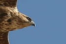 Common Buzzard, Spain 7th of February 2008 Photo: Tommy Holmgren
