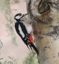 Great Spotted Woodpecker, Spain 20th of February 2008 Photo: Benoit Nabholz
