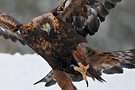 Golden Eagle, 
