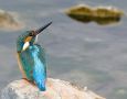 Common Kingfisher, The King, Turkey 2008 Photo: Mehmet Goren