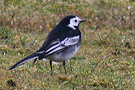 White Wagtail, male, Denmark 13th of March 2008 Photo: Jørgen Kabel