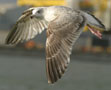 European Herring Gull, Denmark 13th of March 2008 Photo: Per Poulsen