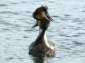 Great Crested Grebe, Toppet Lappedykker, Denmark 22nd of March 2008 Photo: Jacob Dalsten Petersen