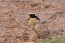 Cyprus Wheatear, Israel 17th of March 2008 Photo: Mikkel Høegh Post
