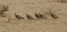 Crowned Sandgrouse, Israel 13th of March 2008 Photo: Rune Bisp Christensen