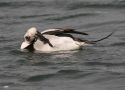 Long-tailed Duck, Denmark 28th of March 2008 Photo: Benny Kristensen