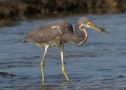 Tricolored Heron, Spain 8th of March 2008 Photo: Thomas Kuppel