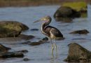 Tricolored Heron, Spain 8th of March 2008 Photo: Thomas Kuppel