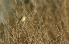 Common Chiffchaff, I morgensol, Denmark 12th of April 2008 Photo: Claus Kesby