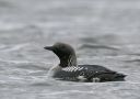 Black-throated Loon, Sweden 19th of April 2008 Photo: Tomas Lundquist