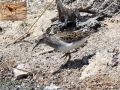 Pectoral Sandpiper, Israeli 6th record from 30/4/2008 & the 1st from Eilat 15/5/1983, Israel 2nd of May 2008 Photo: Oz Horine