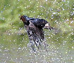 Barn Swallow, Denmark 3rd of May 2008 Photo: Axel Mortensen