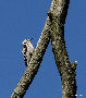 Lesser Spotted Woodpecker, Denmark 10th of May 2008 Photo: Axel Mortensen