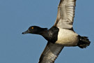 Tufted Duck, Denmark 11th of May 2008 Photo: Lars Gabrielsen