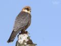 Aftenfalk, Red-footed Falcon, the Netherlands, Holland 20. maj 2008 Foto: Lesley van Loo