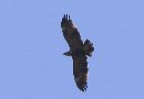 Lesser Spotted Eagle, 3K?, Denmark 24th of May 2008 Photo: Søren Nygaard