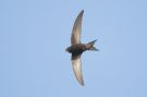 Common Swift, Denmark 24th of May 2008 Photo: Claus Halkjær