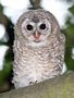 Tawny Owl, Natugleungen skriger på mad., Denmark 1st of June 2008 Photo: Ole Hetland