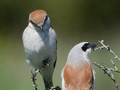 Red-backed Shrike, Sweden 7th of June 2008 Photo: Eigil Ødegaard