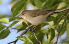 Arctic Warbler, Phylloscopus borealis, Russian Federation (outside WP) 25th of May 2008 Photo: Johan Stenlund