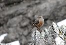 Alpine Accentor, Spain 20th of May 2008 Photo: Andreas Petersen