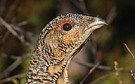 Western Capercaillie, Female - 