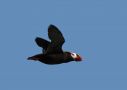 Tufted Puffin, Russian Federation (outside WP) 8th of July 2007 Photo: Jon Lehmberg