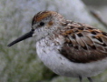 Western Sandpiper, ad. summ. plum., Norway 13th of July 2008 Photo: Tommy Andre Andersen