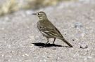 Buff-bellied Pipit, USA 13th of February 2003 Photo: Leif Høgh Olsen