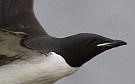 Thick-billed Murre, Norway 5th of June 2008 Photo: Pasi Parkkinen