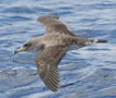 Cory's Shearwater, Portugal 7th of August 2008 Photo: Per Poulsen