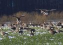 Greater White-fronted Goose, Denmark 26th of March 2008 Photo: Mogens Hansen