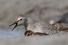 Red Knot, 1cy showing 