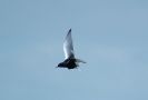 White-winged Tern, Adult, Denmark 19th of May 2007 Photo: Hans Pinstrup