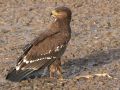 Lesser Spotted Eagle, Israel 7th of October 2008 Photo: Oz Horine
