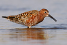Curlew Sandpiper, Greece 1st of May 2008 Photo: Daniel Pettersson