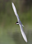 Whiskered Tern, Greece 1st of May 2008 Photo: Daniel Pettersson