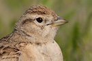 Greater Short-toed Lark, Greece 1st of May 2008 Photo: Daniel Pettersson