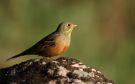 Ortolan Bunting, Sweden 10th of May 2008 Photo: Daniel Pettersson