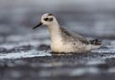 Red Phalarope, 1cy, Sweden 18th of October 2008 Photo: Tomas Lundquist