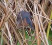 Green Heron, Great Britain 26th of October 2008 Photo: Chris Lansdell