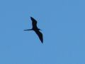 Magnificent Frigatebird, Azores 27th of October 2008 Photo: Christian Leth