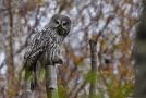 Great Grey Owl, Sweden 19th of October 2008 Photo: Lasse Olsson