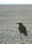 Brown-necked Raven, Egypt 11th of September 2008 Photo: Rune Sø Neergaard