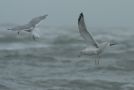 Caspian Gull, Denmark 24th of October 2008 Photo: Mikkel Holck