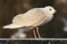 Iceland Gull, Netherlands 29th of December 2008 Photo: Ies Meulmeester