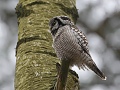 Northern Hawk-owl, Sweden 3rd of January 2009 Photo: Mogens Hansen